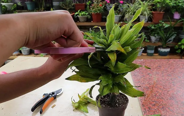 观音竹叶子发黄怎么救才能更旺盛