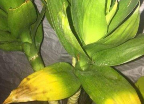 观音竹叶子发黄怎么救才能更旺盛