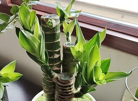 观音竹叶子发黄怎么救才能更旺盛