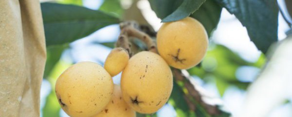 新鲜枇杷叶子煮水怎么做