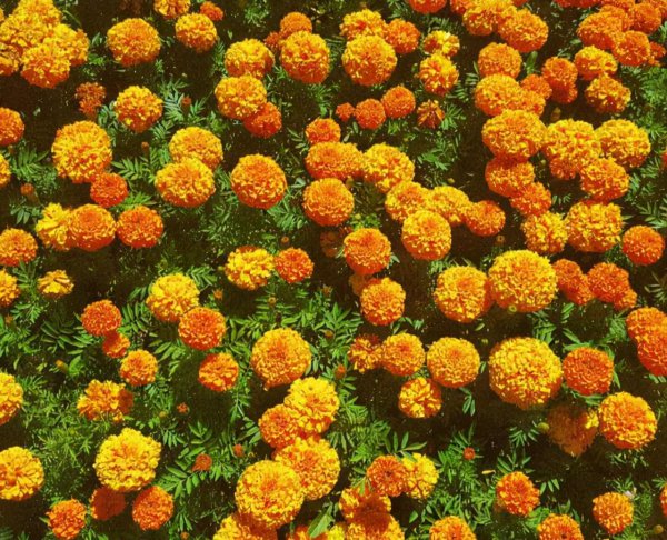 摩羯和金牛座配对指数分析