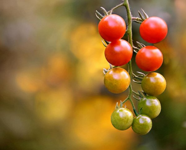 摩羯和金牛座配对指数分析