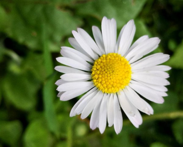 摩羯和金牛座配对指数分析