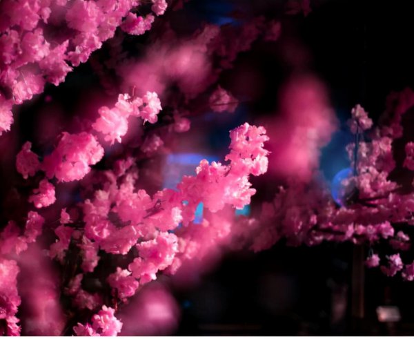 摩羯和金牛座配对指数分析