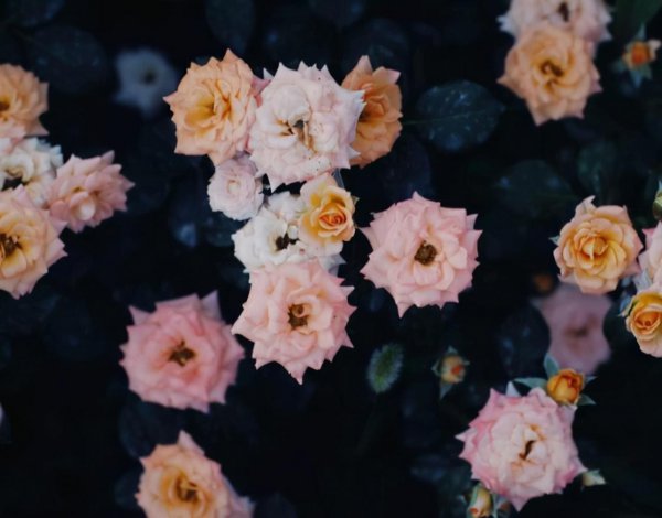 摩羯和金牛座配对指数分析