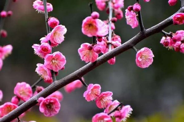 送花有什么讲究