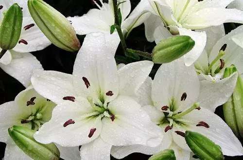 送花有什么讲究