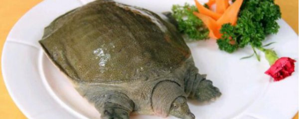 钓鱼钓到甲鱼预兆什么