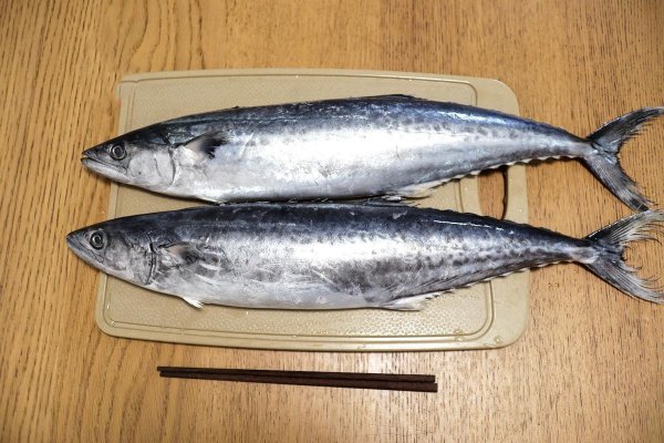 鲐鲅鱼和鲅鱼的区别