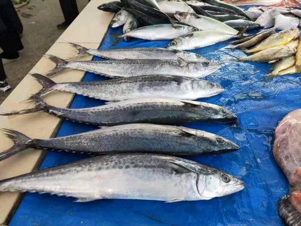 鲐鲅鱼和鲅鱼的区别