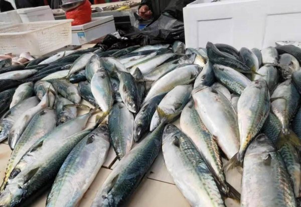 鲐鲅鱼和鲅鱼的区别