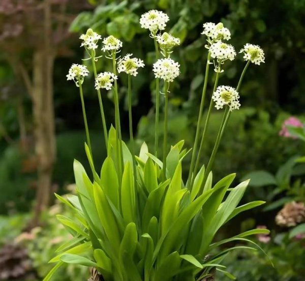 伯利恒之星是什么花图片