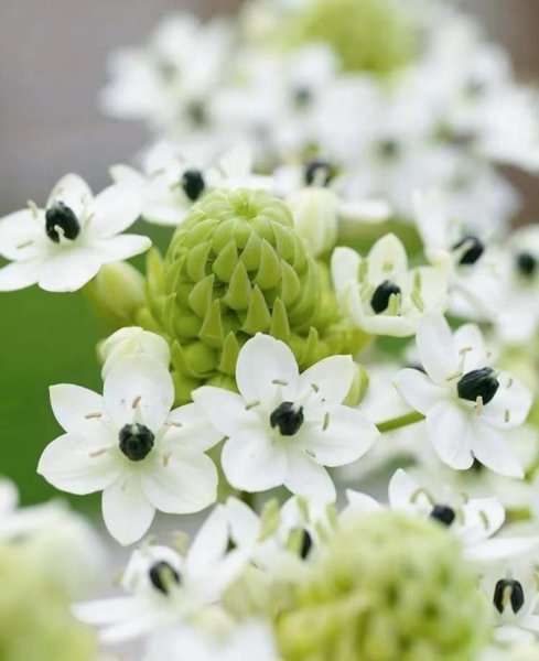 伯利恒之星是什么花图片