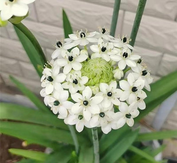 伯利恒之星是什么花图片