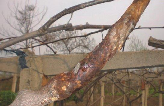 哪些树容易得溃疡病