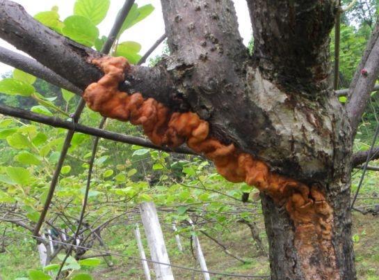 哪些树容易得溃疡病