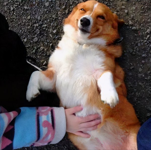 为什么德牧不能打