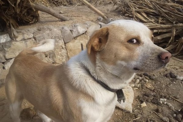 为什么德牧不能打