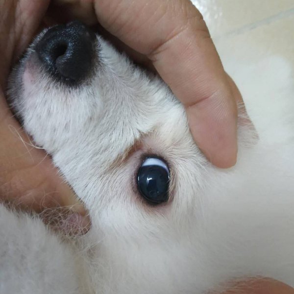 为什么德牧不能打