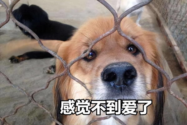 为什么德牧不能打