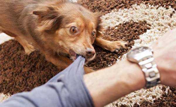 为什么德牧不能打