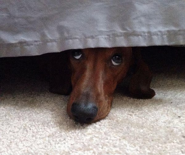 为什么德牧不能打