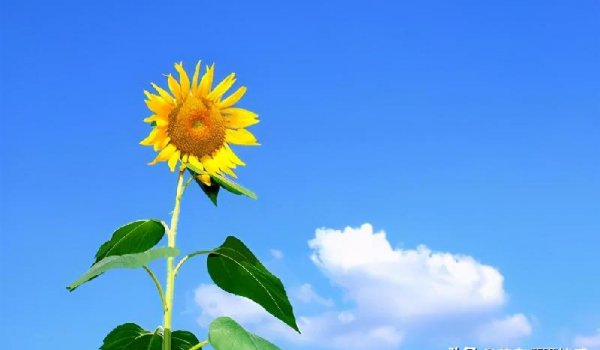 老婆出轨后最佳处理方式