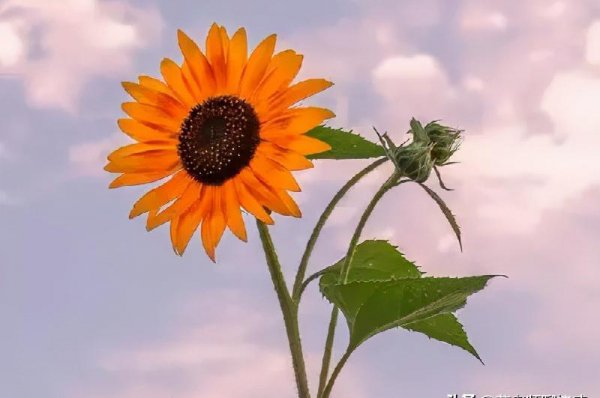 老婆出轨后最佳处理方式