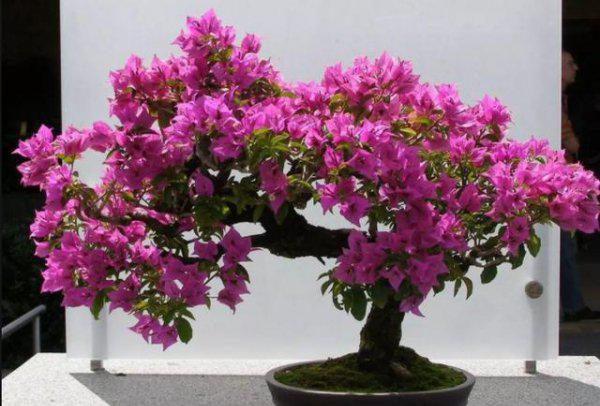 三角梅开花后需要剪枝吗