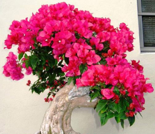 三角梅开花后需要剪枝吗