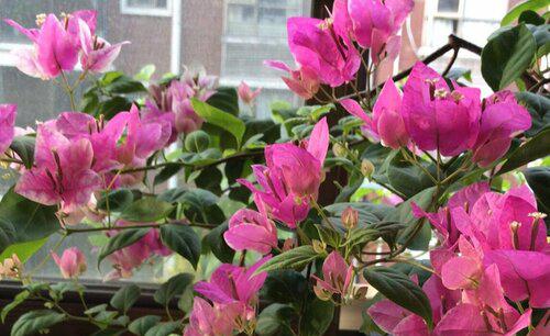 三角梅开花后需要剪枝吗