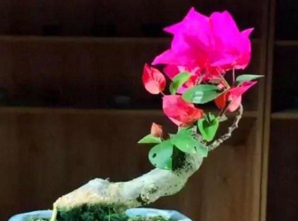 三角梅开花后需要剪枝吗