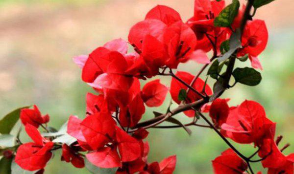 三角梅开花后需要剪枝吗