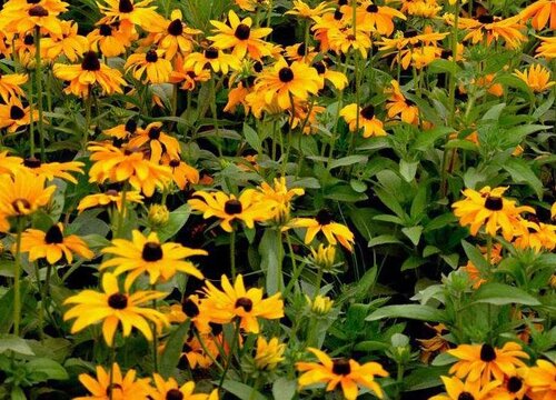 金光菊耐寒多少度