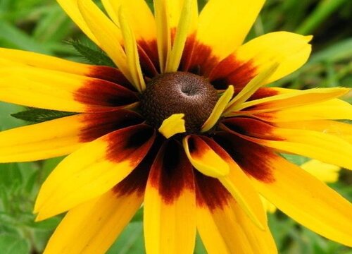 金光菊耐寒多少度