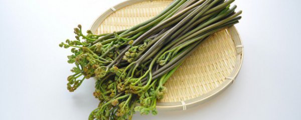 蕨菜的常见产地和品种