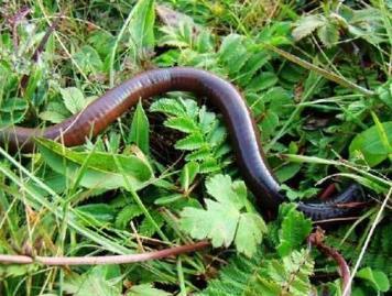 冬天都有哪些动物过冬