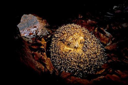 冬天都有哪些动物过冬