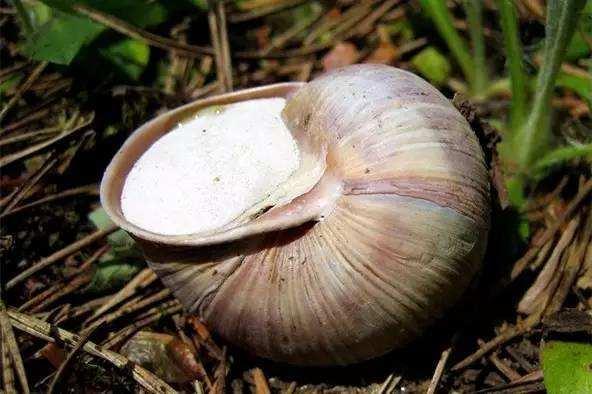 冬天都有哪些动物过冬