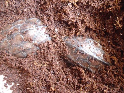 冬天都有哪些动物过冬