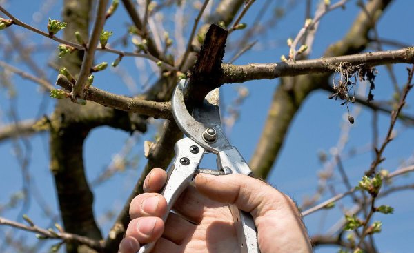 桃树怎样修剪枝条图片