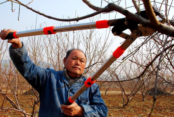 桃树怎样修剪枝条图片