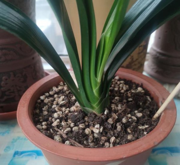 君子兰什么时候换盆最好