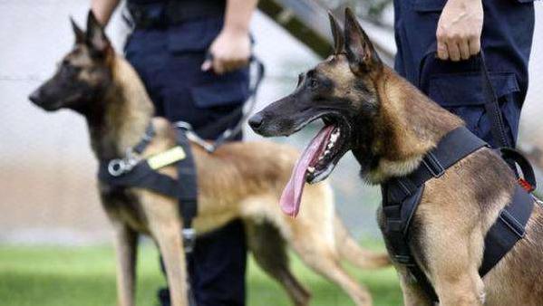 忠诚大型护卫犬图片