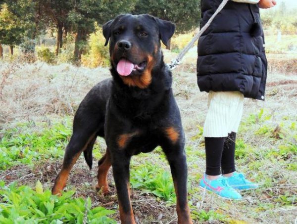 忠诚大型护卫犬图片