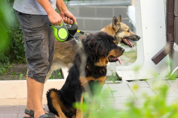 忠诚大型护卫犬图片