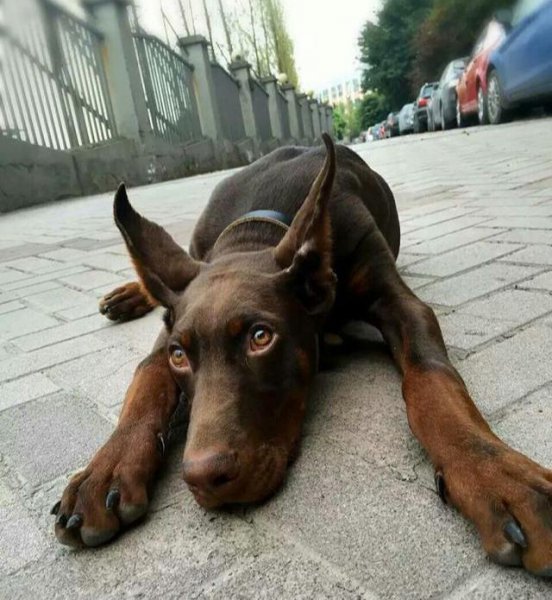 忠诚大型护卫犬图片