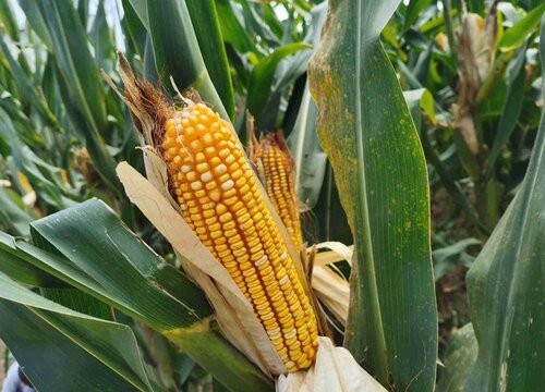 最耐涝的玉米品种有哪些