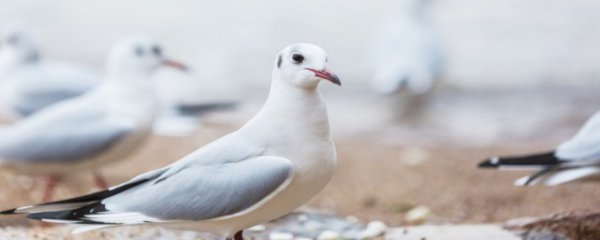鸽子怎样清蒸好吃又营养