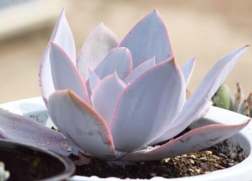 多肉叶子有黑斑是什么原因造成的